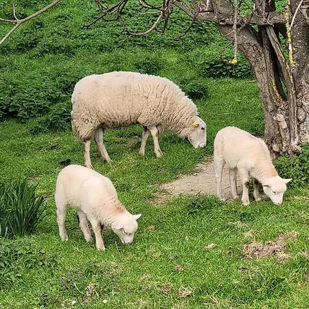 Lägenhet Vaniria 3 Nuevos